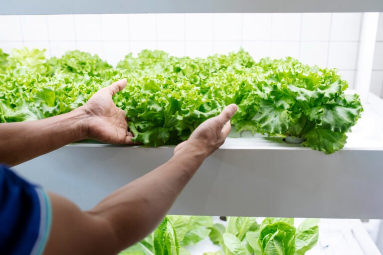 Aeroponics: Revolutionizing Plant Cultivation for a Greener Tomorrow