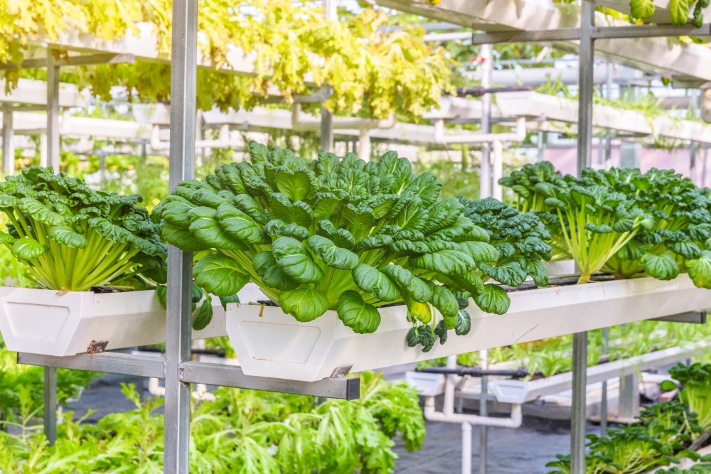 Setting Up Your First Indoor Hydroponic Garden