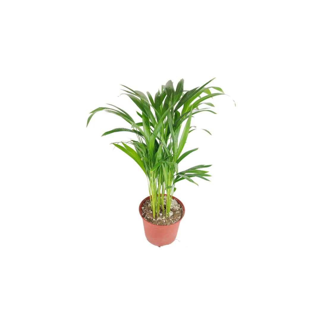 Succulents Box Areca Palm