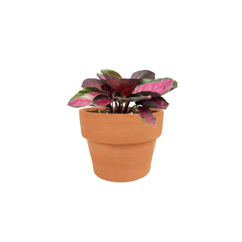 Succulents Box Calathea Rosy