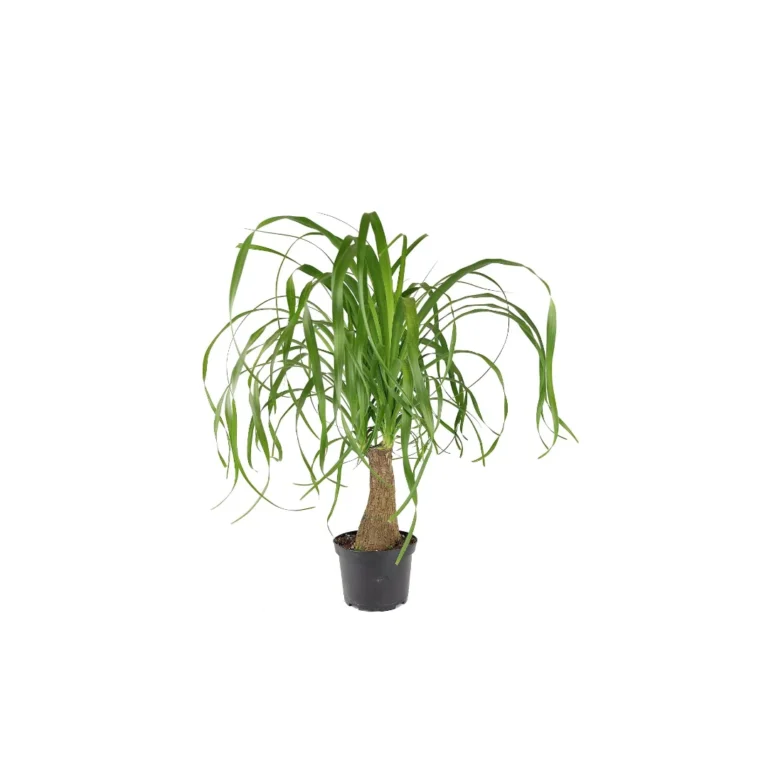 Succulents Box Ponytail Stump Palm