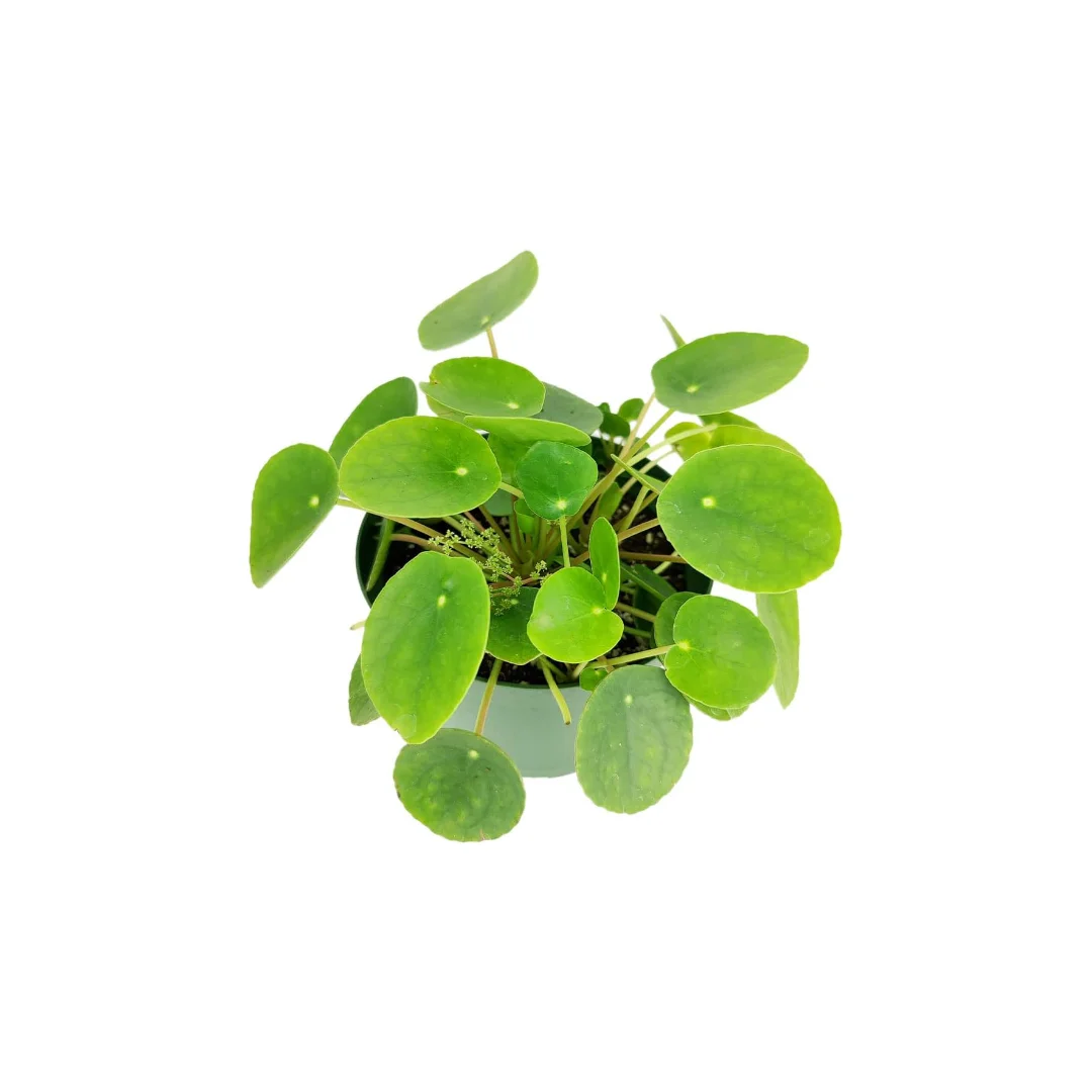 Succulents Box Pilea Peperomioides